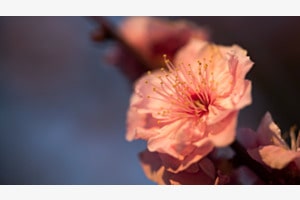 Sakura bei Sonnenuntergang