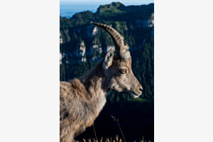 Steinbock Steinbock