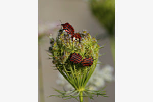 Punaise arlequin