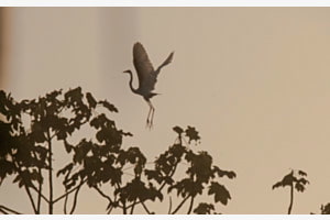 Heimflug