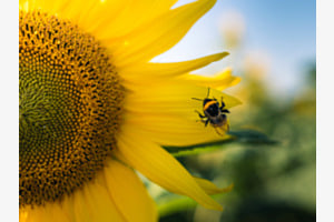 Sommerbesuch