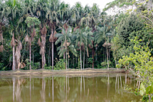 Regenwald