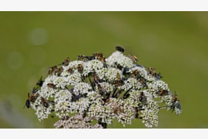 Bouquet d'insectes