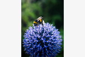 Hummel im Blütenstaub