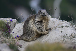 Murmeltier