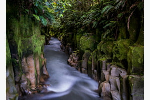 Regenwald Regenwald