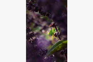 Besuch im Kräutergarten