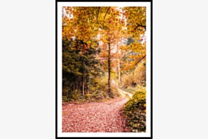 Im Wald