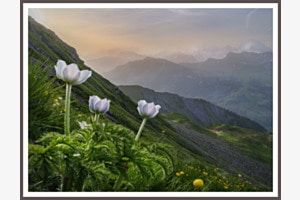 Weisse Blütenpracht