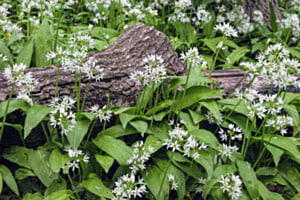 Bärlauchblüten