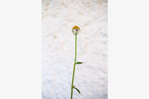 Wall flower