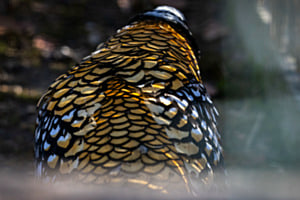 Muster Vogel