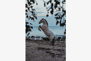 Dancing seahorse Dancing seahorse