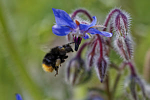 Bumblebee