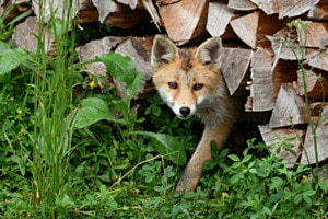 Fuchs hält Ausschau ob die Luft rein ist. Fuchs hält Ausschau ob die Luft rein ist.
