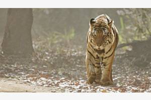 Tiger kommt aus dem Staub auf uns zu Tiger kommt aus dem Staub auf uns zu