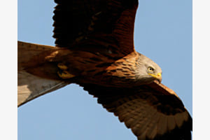 Jagdblick