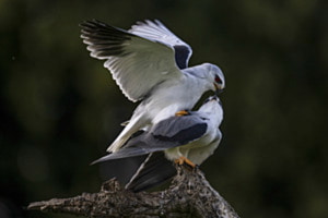 Love is in the air