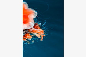 Hamneidet Jellyfish
