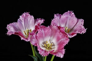 Zart-Rosa