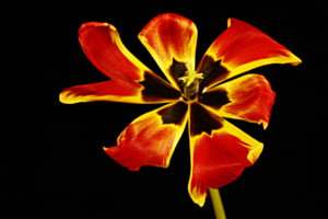 Offene Tulpe