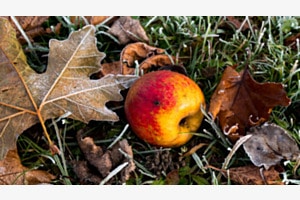 Apfel im Gras