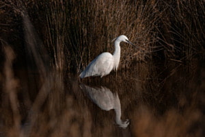 Camargue im Winter Camargue im Winter