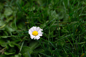 Klein und Weiss in Grossen Grünen