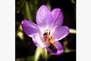 Frühlingsbeginn (Biene) Frühlingsbeginn (Biene)