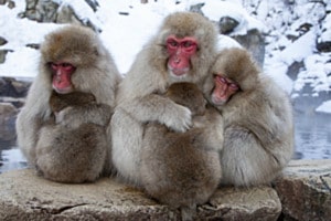 Schneeaffen-Familie