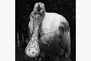 Vogel