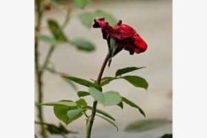Rosenduft