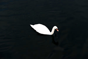 Black Swan Black Swan