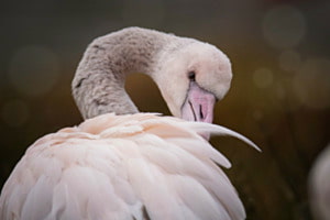Flamingo Jungtier