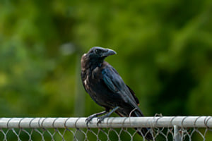 Observation
