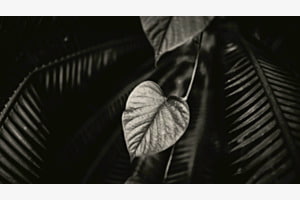 Efeututen-Blatt vor Palmfarn Efeututen-Blatt vor Palmfarn