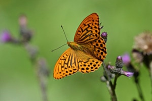 Schmetterling Kaisermantel Schmetterling Kaisermantel