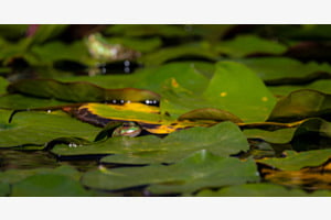Frosch