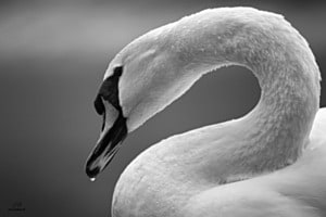 Der Höckerschwan