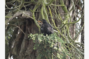 Der frühe Vogel fängt den Wurm Der frühe Vogel fängt den Wurm