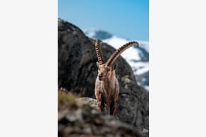 Wächter des Hochgebirges
