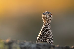 Hochgebirgsbewohner