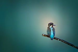 Blue king 