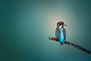 Bleu des cieux 