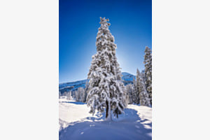 Wintertraum Wintertraum