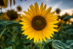 Sonnenblume