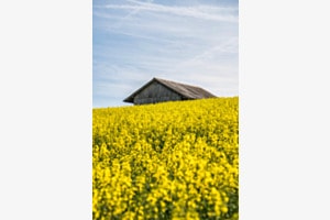 Rapsfeld