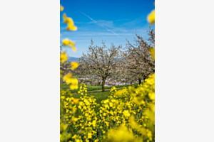 Frühlingserwachen