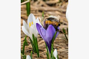Krokusse
