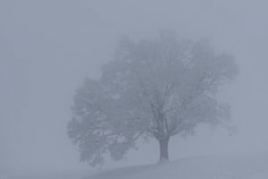 Baum im Nebel
